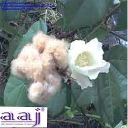 Manufacturers Exporters and Wholesale Suppliers of Australian Cotton Hinganghat Maharashtra